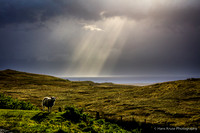 Sheep in the light