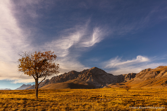 The lonely trees on Campo Imperatore