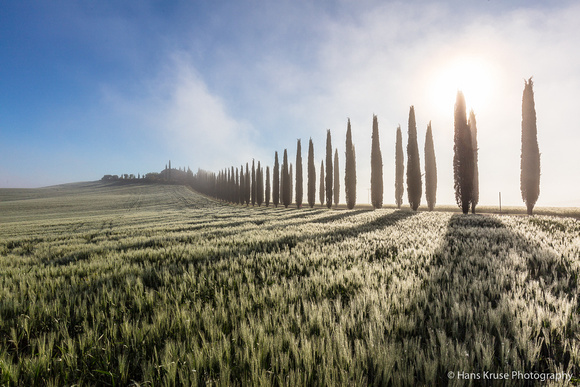Row of cypresses