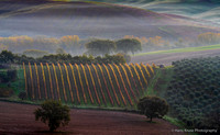 Morning in Val d'Orcia
