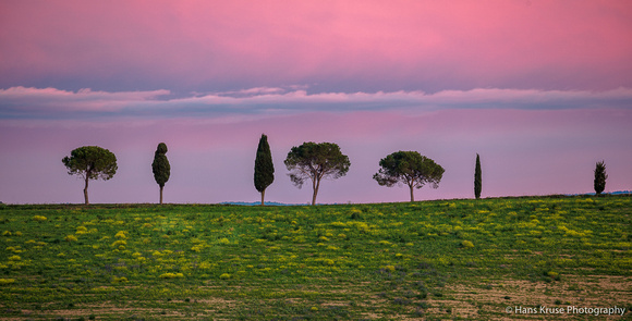 Tuscan trees at sunset