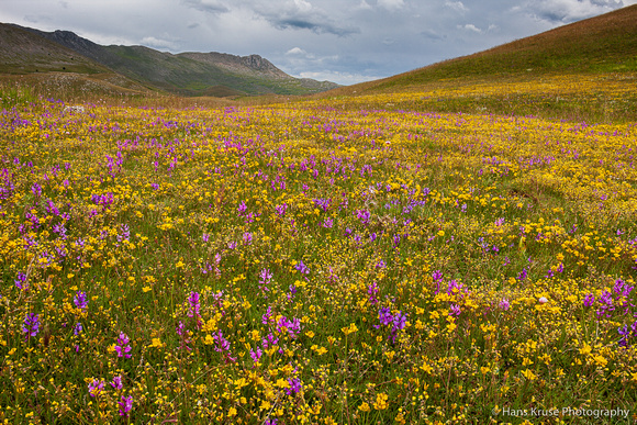 Flowers on Campo Imperatore