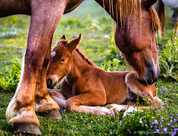 Mother with baby horse