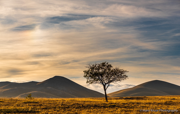 A lonely tree on Campo Imperatore