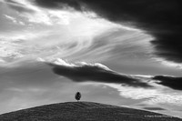 Lonely Tree on the Hill