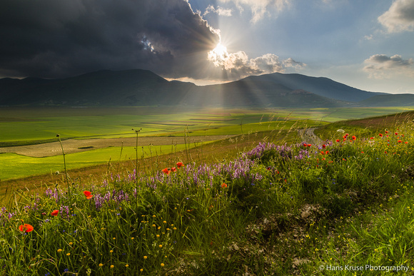 Flowers and play of light at Castelluccio