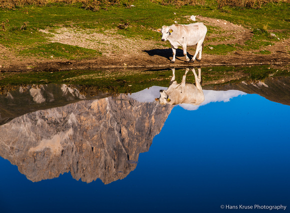 Cow with reflection