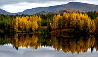 Color of autumn in Scotland