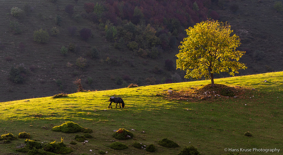 Lonely horse and tree