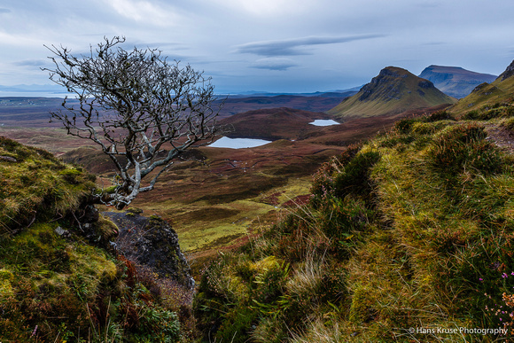 The lonely tree at Quiraing