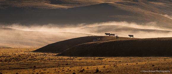 Cows in the fog